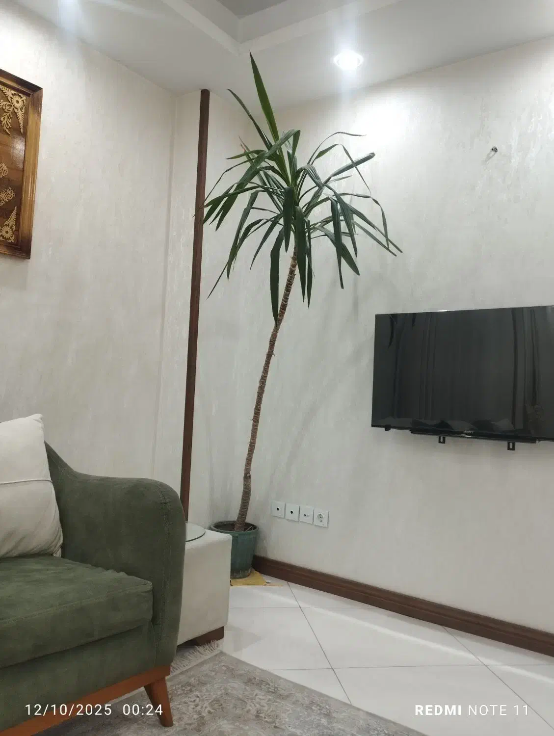 گل یوکا آپارتمانی بزرگ و سرحال|گل و گیاه طبیعی|تهران, چیتگر شمالی|دیوار