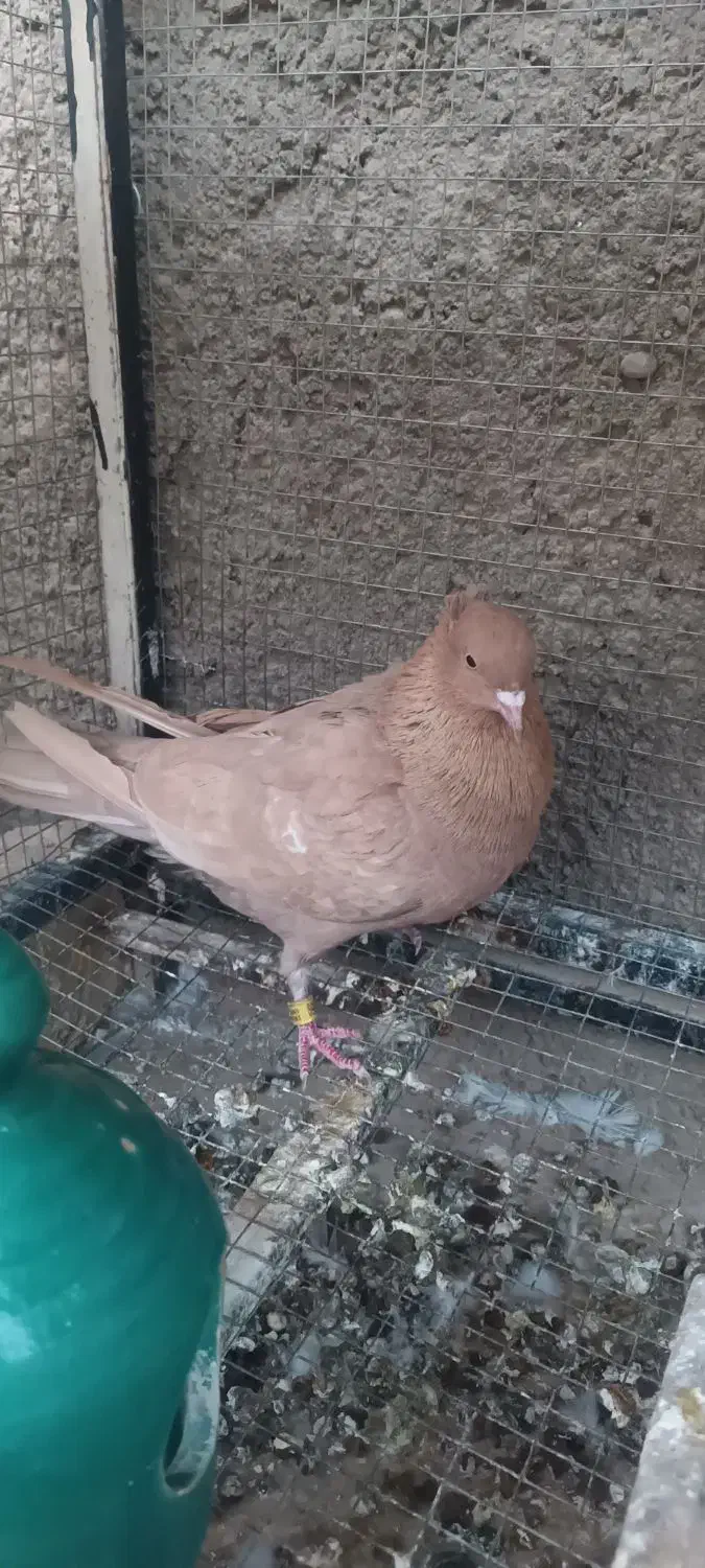 نروماده زرد|پرنده|خمینی‌شهر, |دیوار