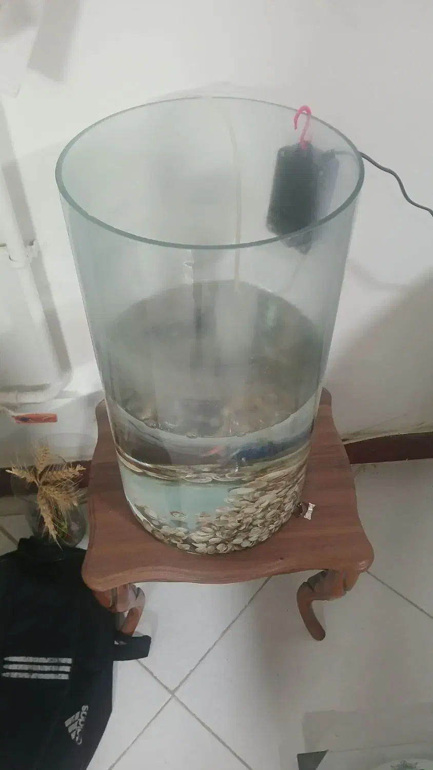 تنگ ماهی با ماهی و اکسیژن ساز|ماهی|گرگان, |دیوار