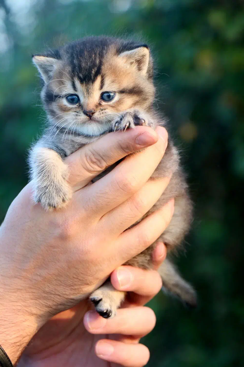 اسکاتیش بریتیش ماده بچه|گربه|رشت, منظریه|دیوار