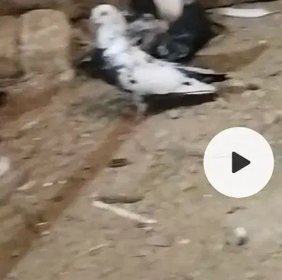 گم شده|حیوانات|نهاوند, |دیوار