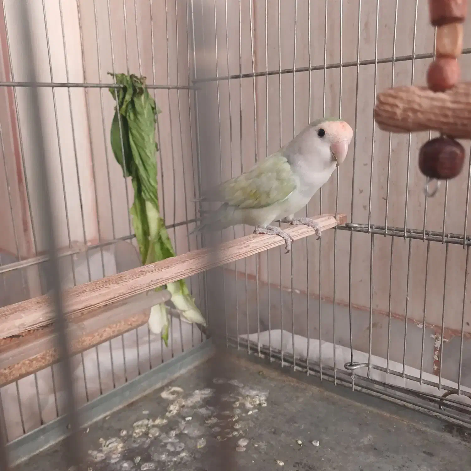 طوطی برزیلی ماده|پرنده|کرمانشاه, |دیوار