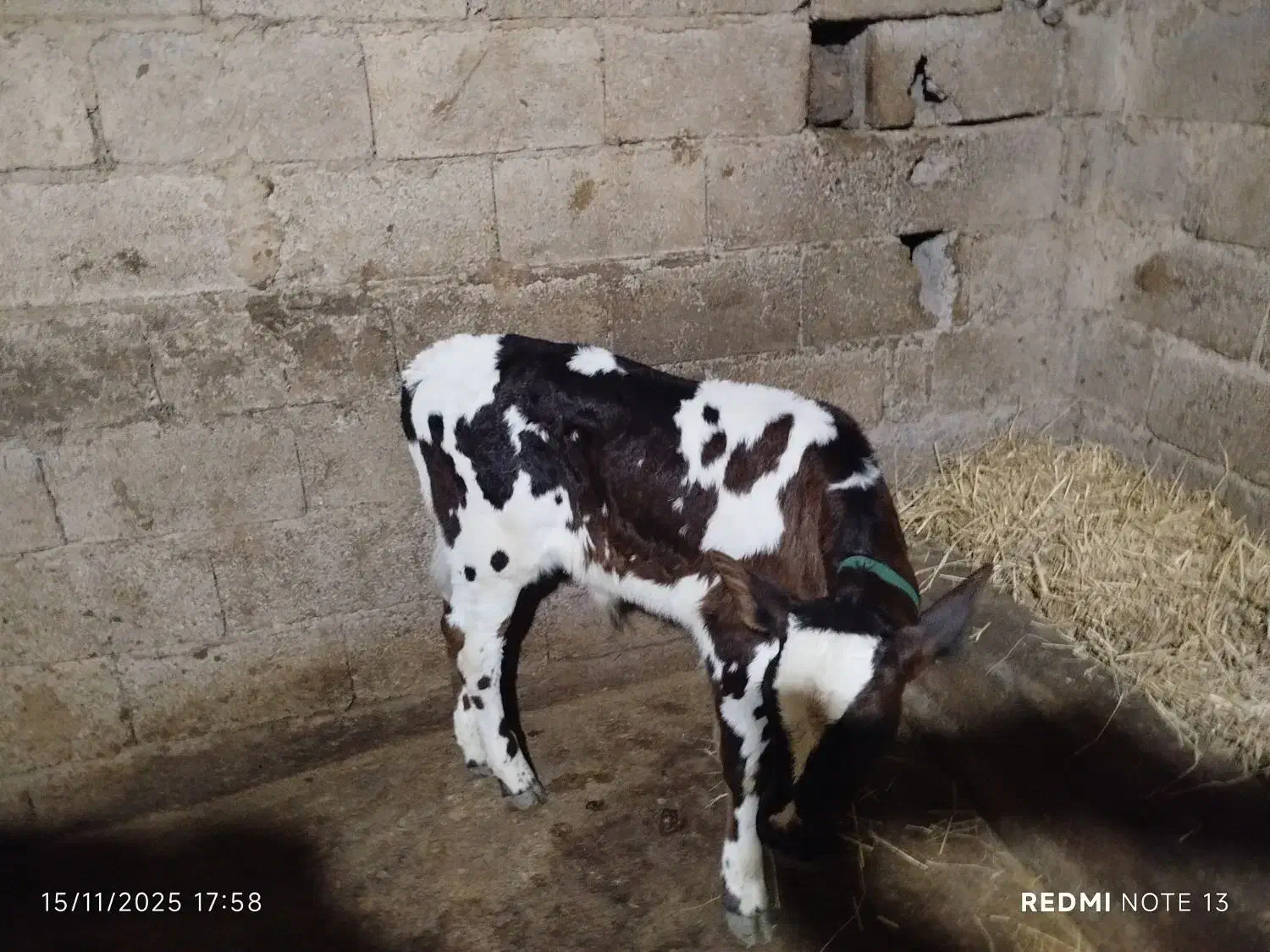 گاو مونت بیلیارد باگوساله نر جنس|حیوانات مزرعه|ماسال, |دیوار