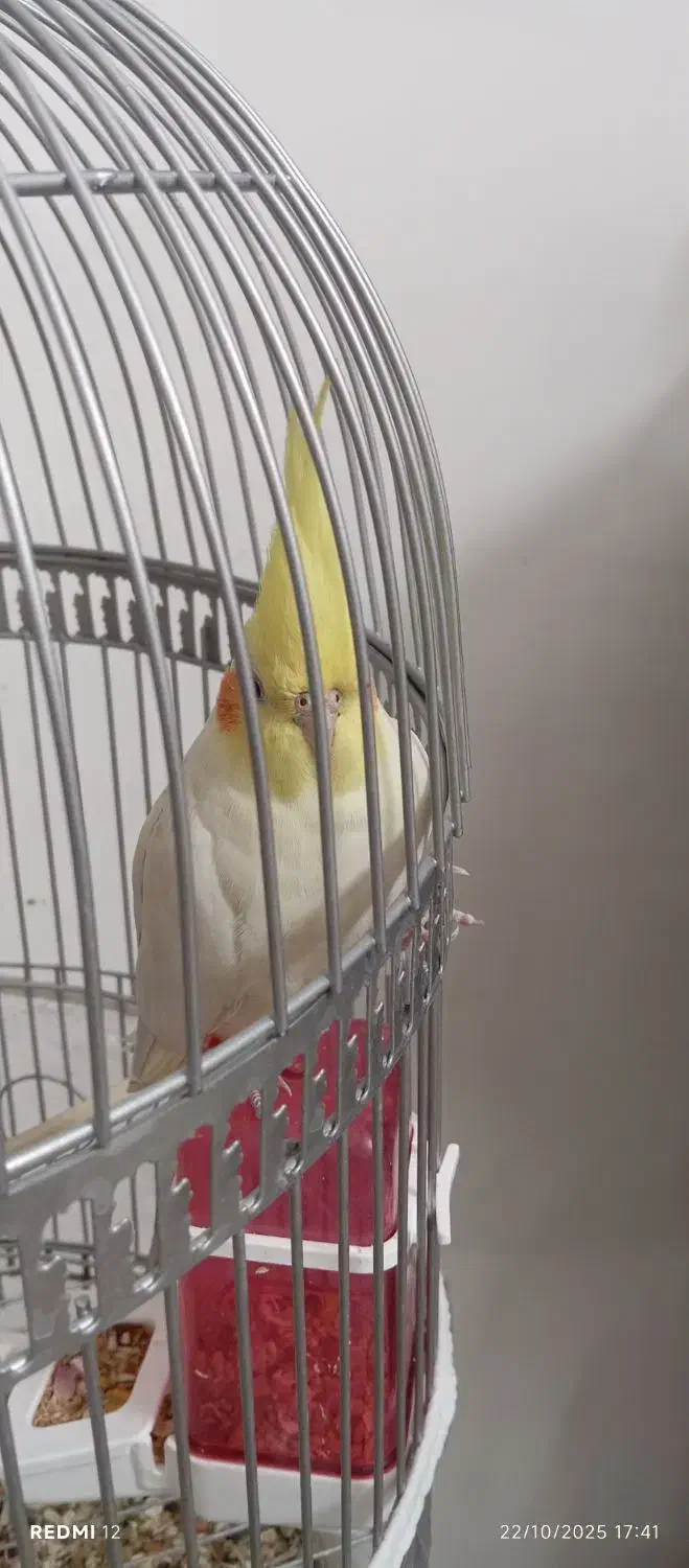 جفت عروس هلندی دستی|پرنده|بیرجند, |دیوار