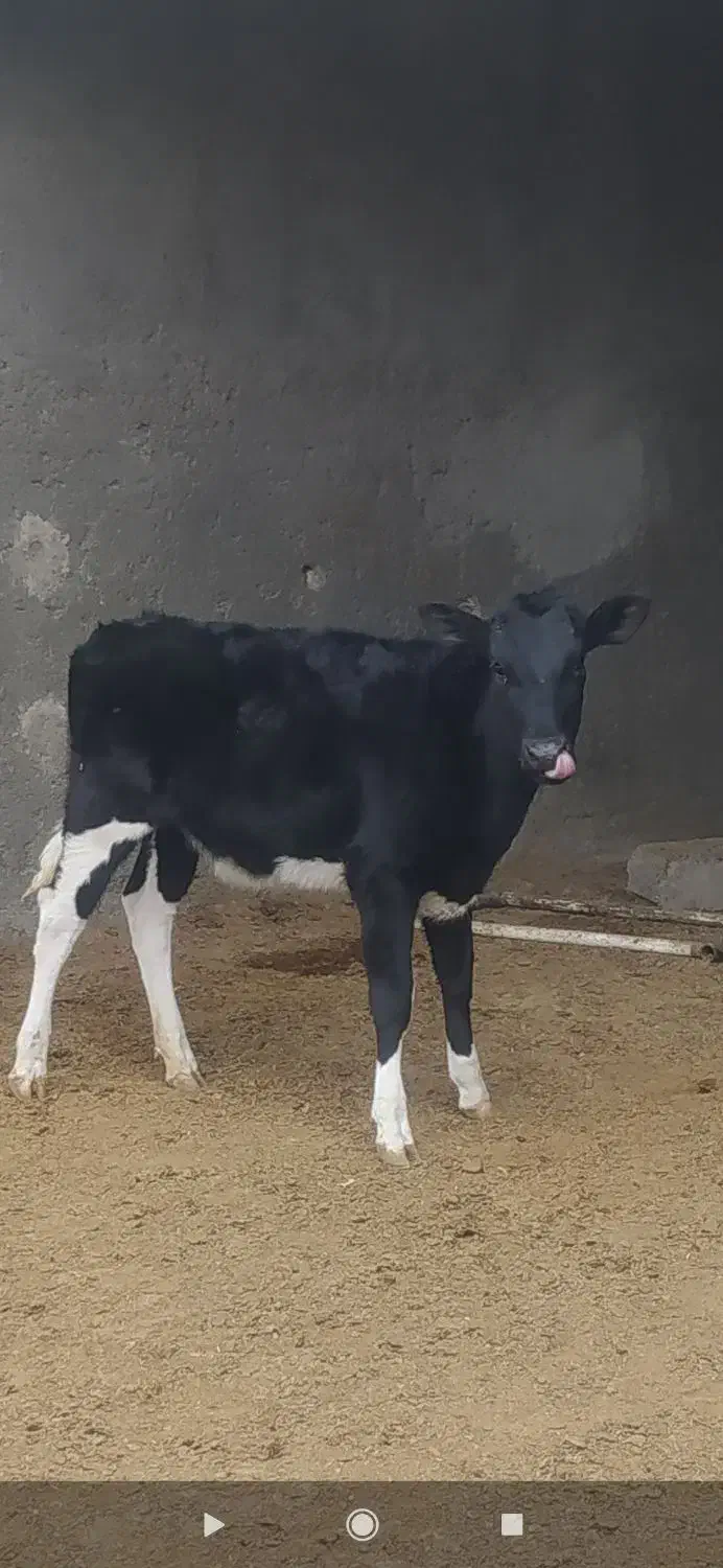 گاو گوساله|حیوانات مزرعه|زاهدان, |دیوار