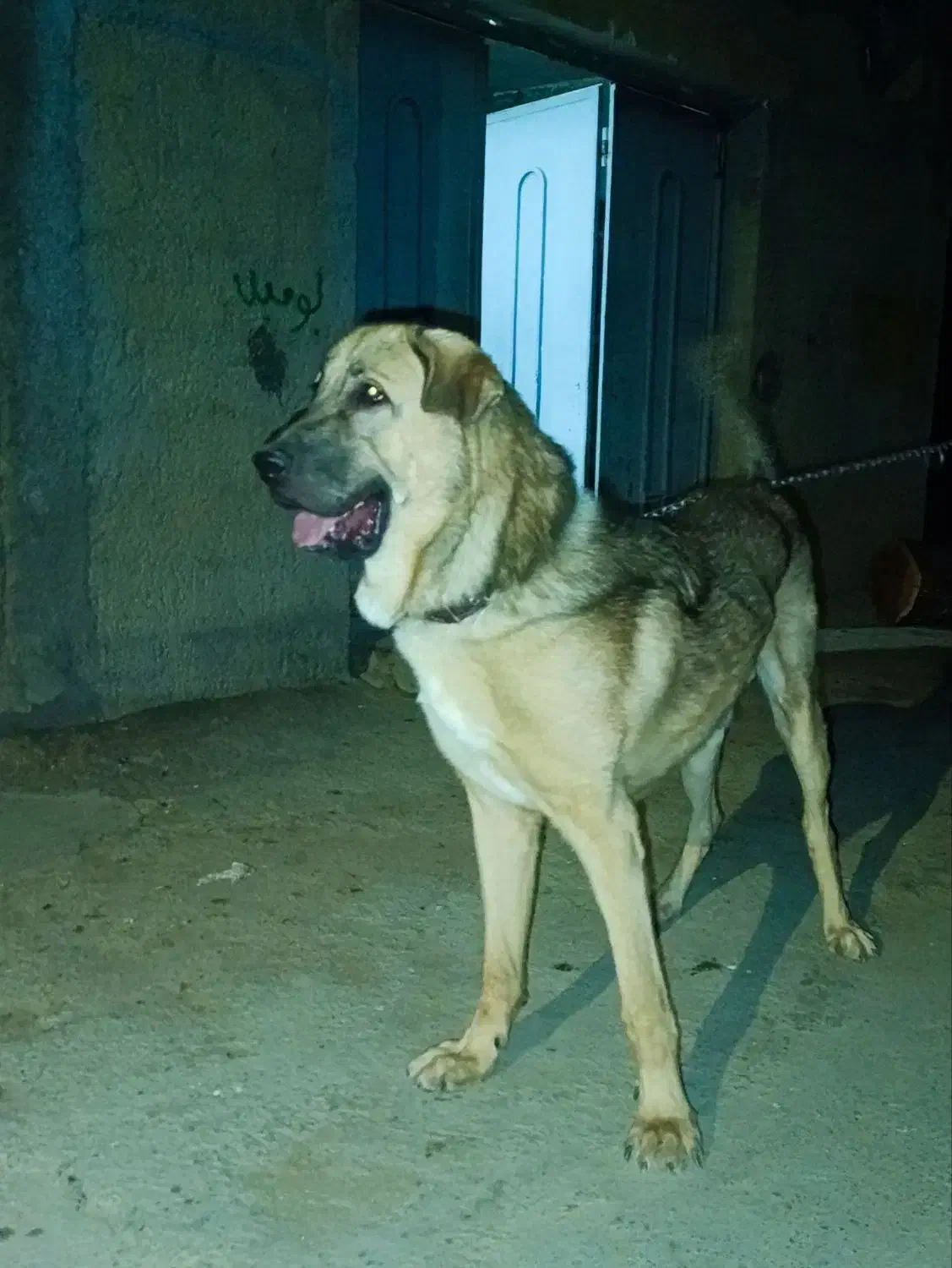 توله پژدر|سگ|شازند, |دیوار