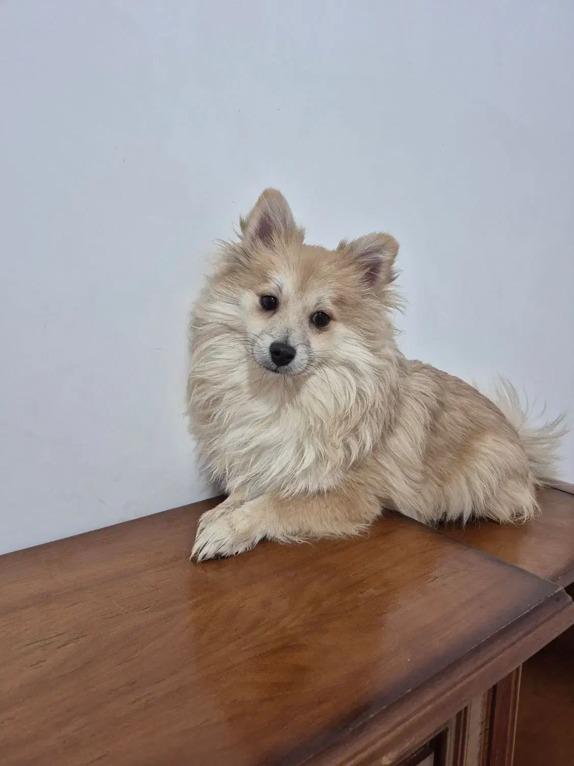 پامرین|سگ|نجف‌آباد, ویلاشهر|دیوار