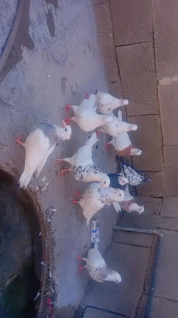 فروش طوقی و فقط فقط معاوضه با گندم یا هفت دانه|پرنده|چرام, |دیوار