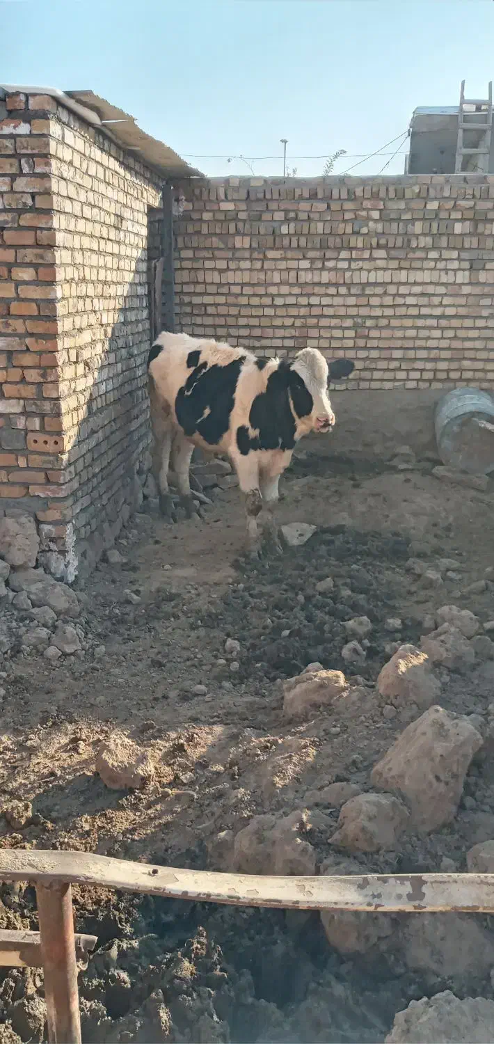 جوانه ۳۲۰ کیلو|حیوانات مزرعه|جوین, |دیوار