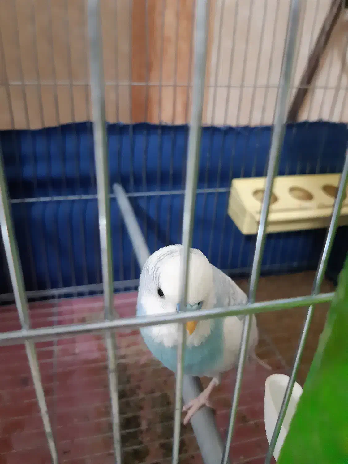 مرغ عشق دستی|پرنده|شاهین‌شهر, نظامی|دیوار