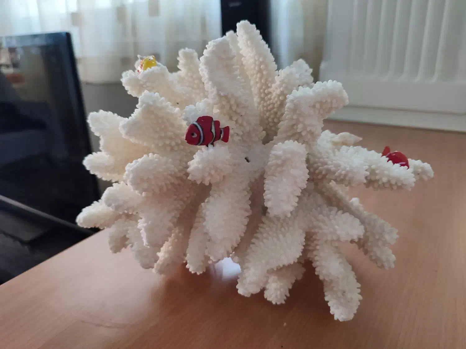 مرجان شاخ گوزنی طبیعی اصل|ماهی|تهران, وحیدیه|دیوار