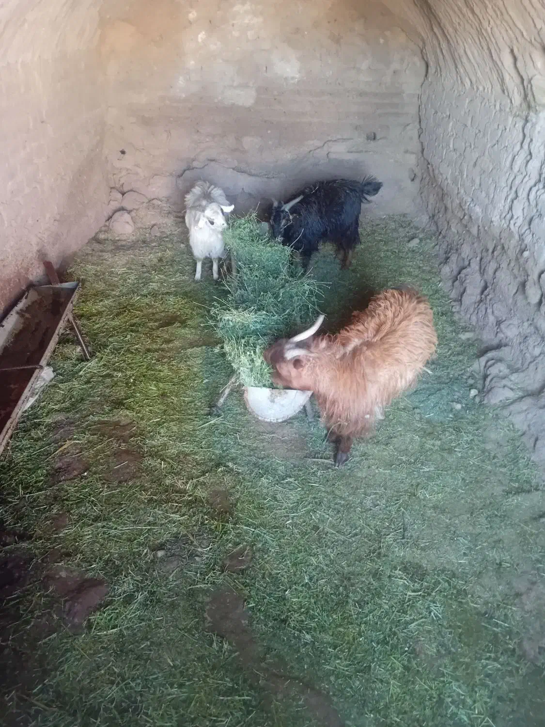 کره نر|حیوانات مزرعه|نگار, |دیوار