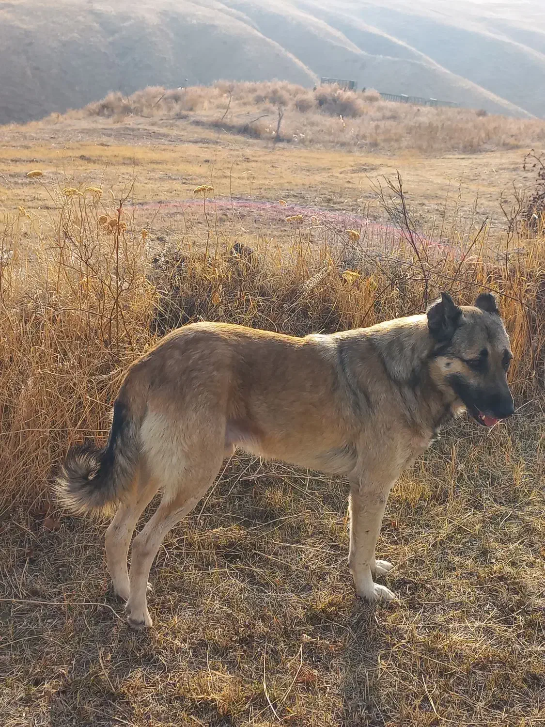 سگ سرابی|سگ|سلماس, |دیوار