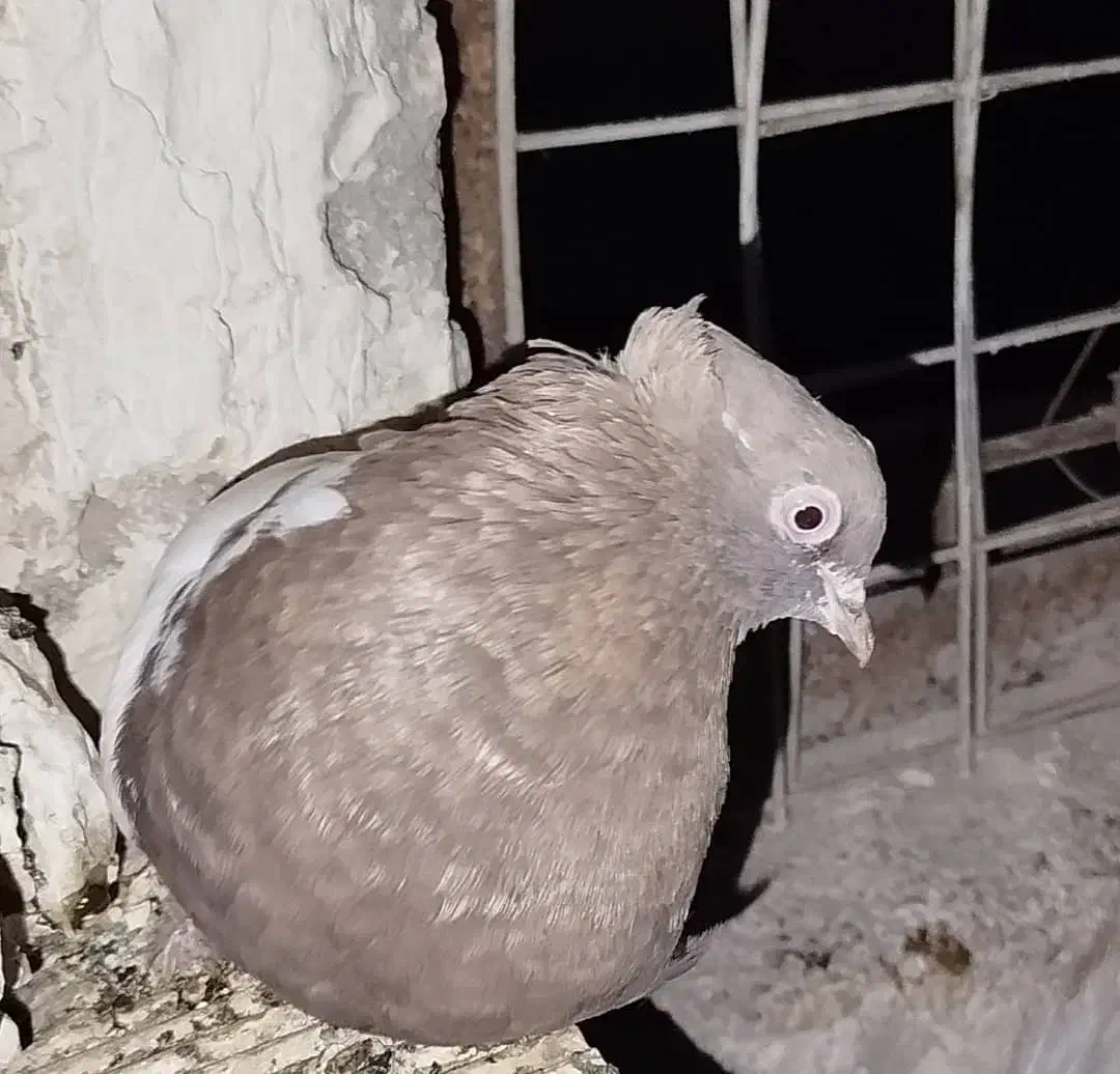 کبوترسینه قوای ماده|پرنده|کارون, |دیوار