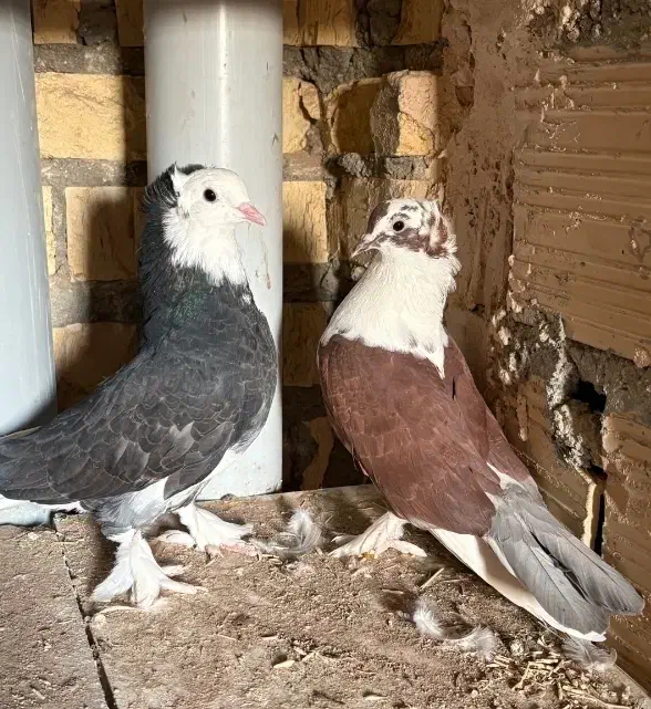 کفتر نقش و پیس|پرنده|یزد, |دیوار