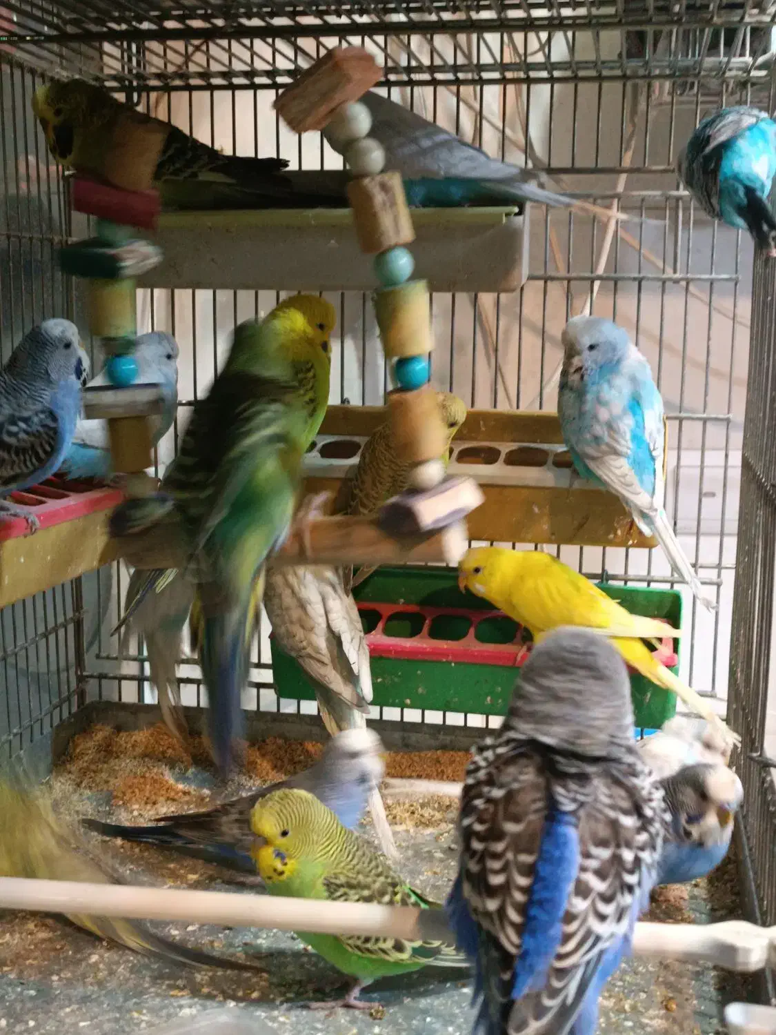 مرغ عشق انگلیسی|پرنده|اسلامشهر, مطهری|دیوار