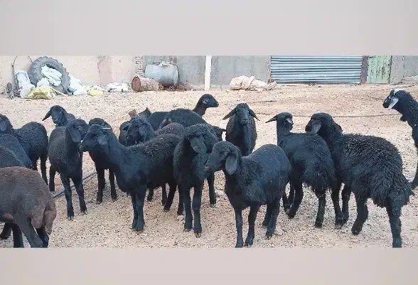 بره ماده قره قزل گوسفند میش قوچ شیشک افشار|حیوانات مزرعه|زنجان, |دیوار