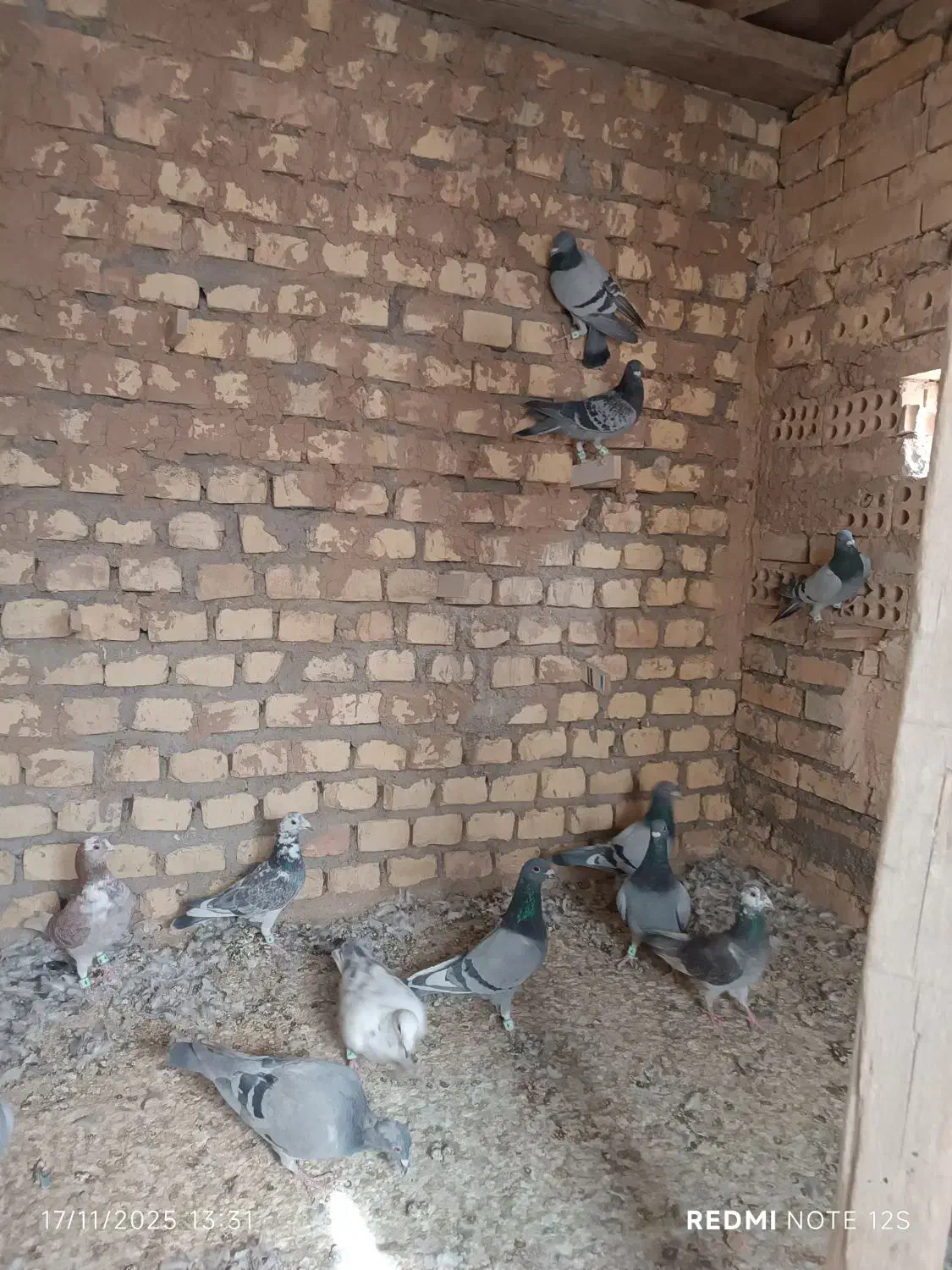 کفتر پلاکی|پرنده|یزد, |دیوار