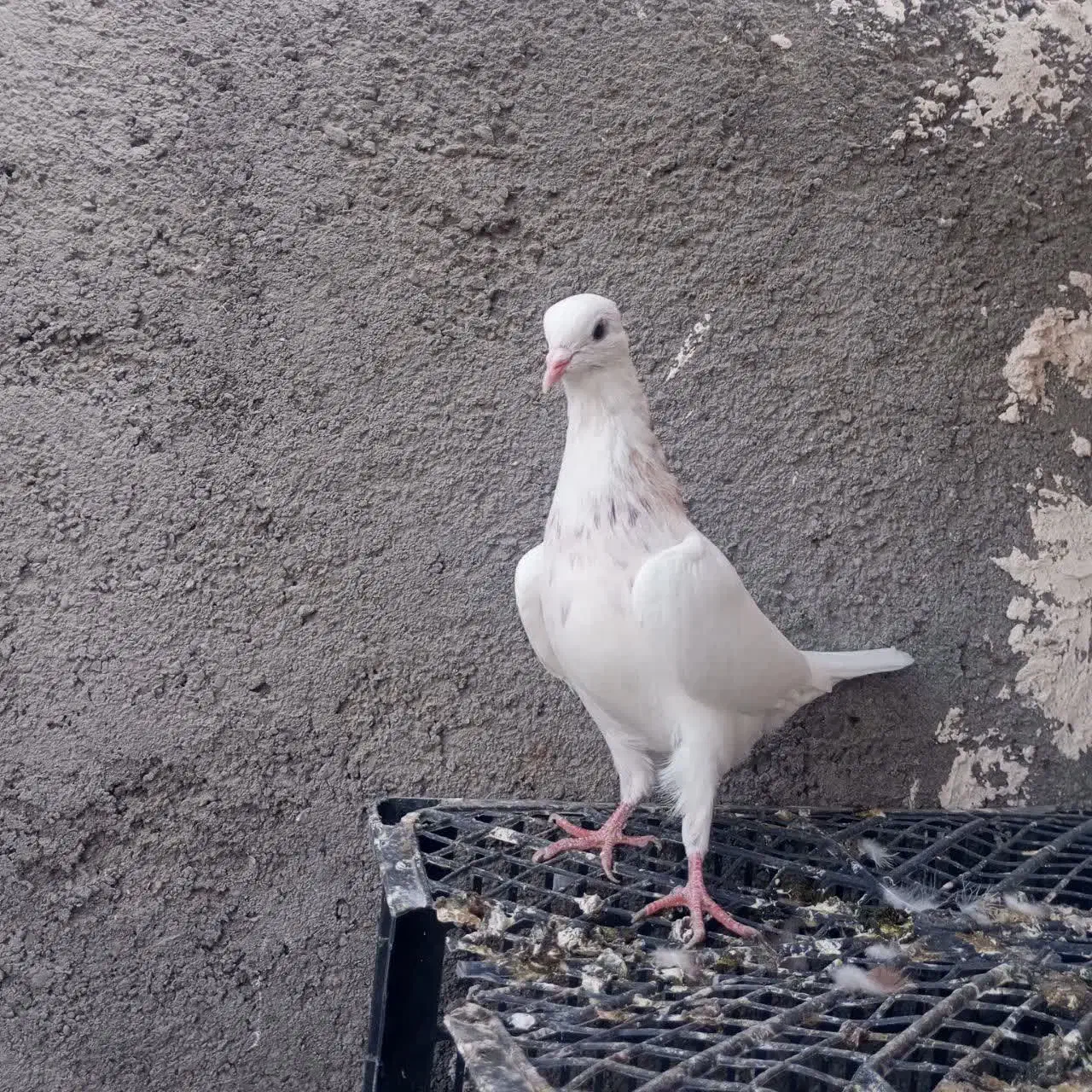 حیون طوقی نر پرشی|پرنده|مشهد, شهید علی محمدی|دیوار