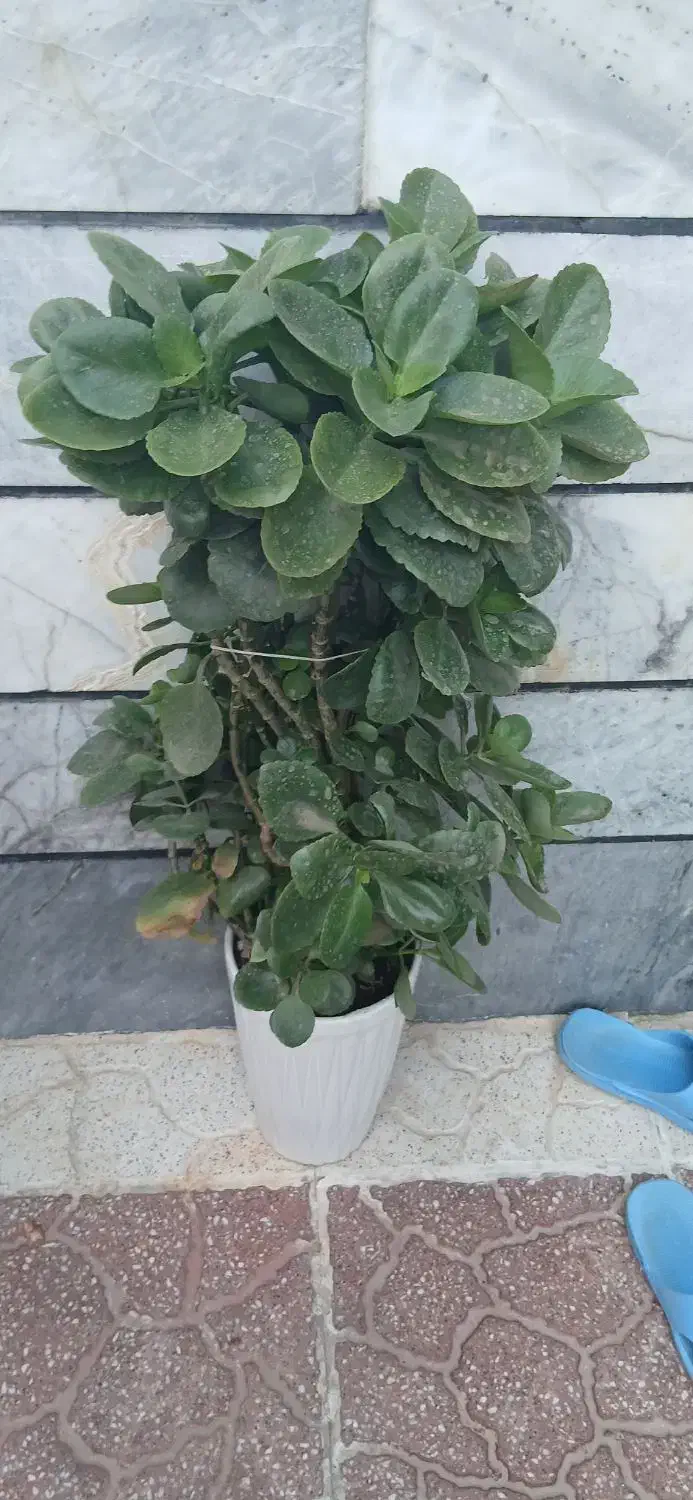 گل قاشق|گل و گیاه طبیعی|زنجان, |دیوار