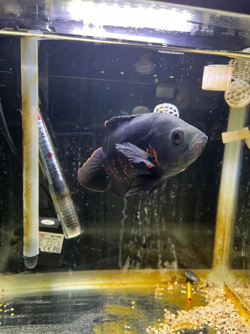 اسکار|ماهی|تهران, جنت‌آباد جنوبی|دیوار