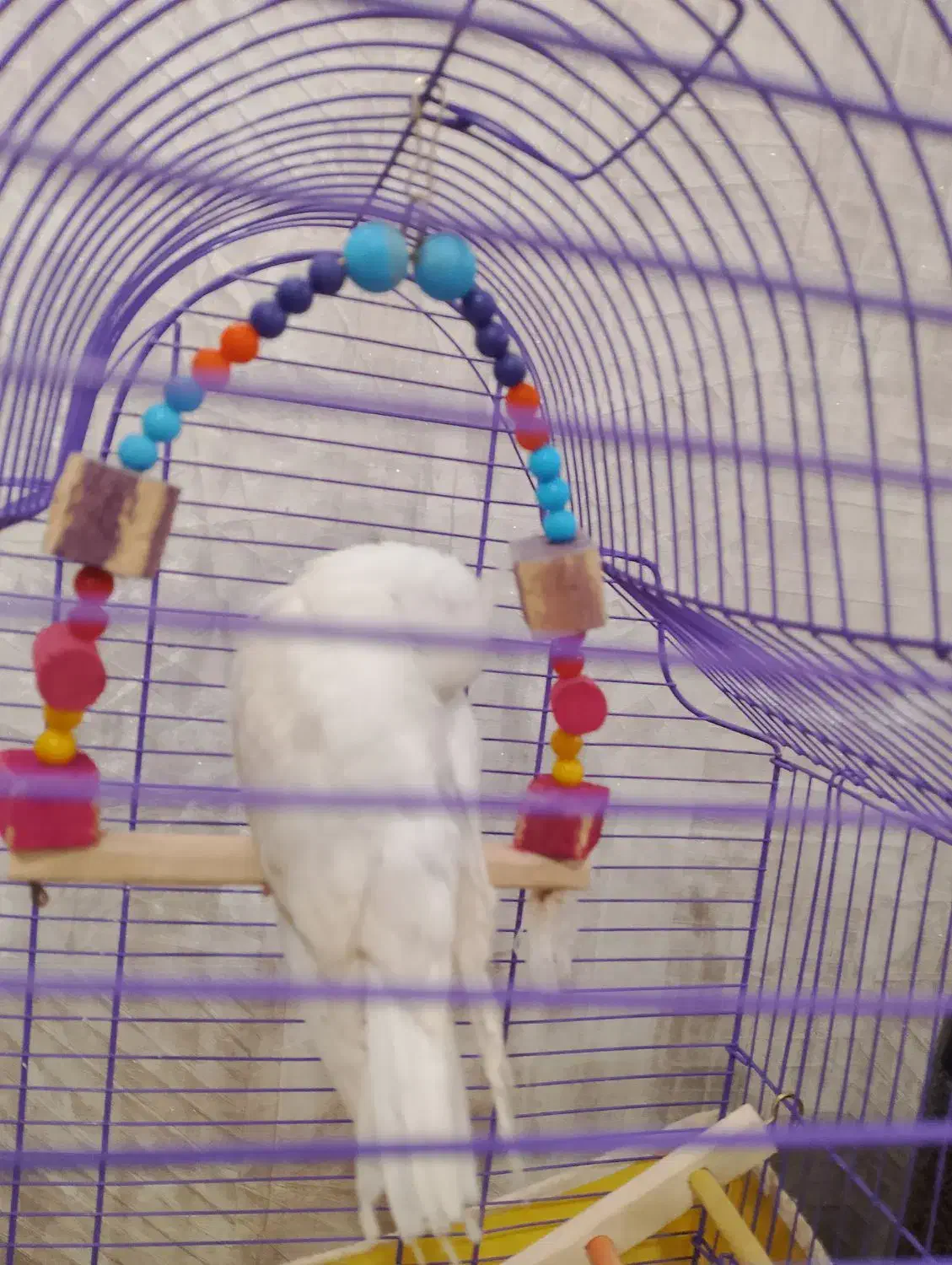 جوجه آلبینو|پرنده|خمین, |دیوار