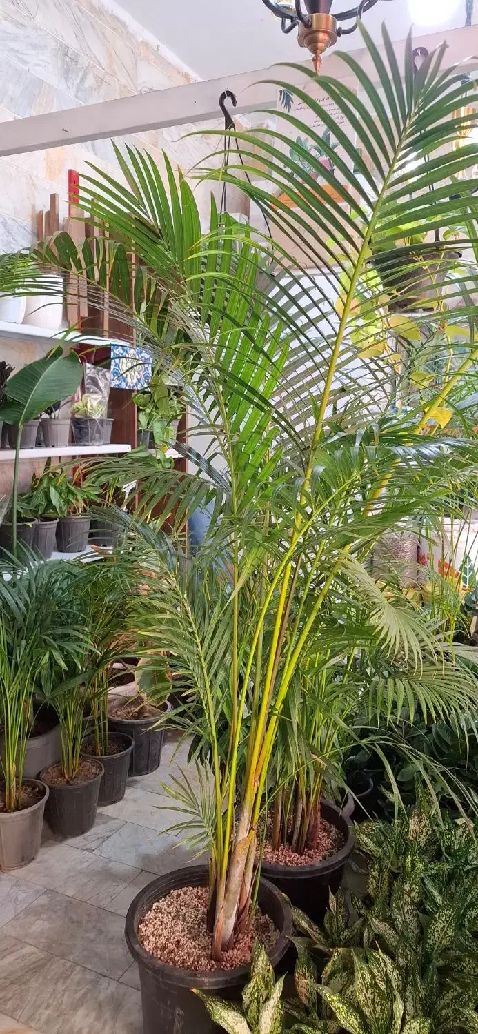 نخل اریکا|گل و گیاه طبیعی|تهران, دهقان|دیوار