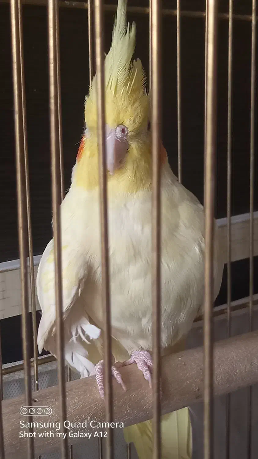 یک جفت عروس هلندی|پرنده|قم, بنیاد|دیوار