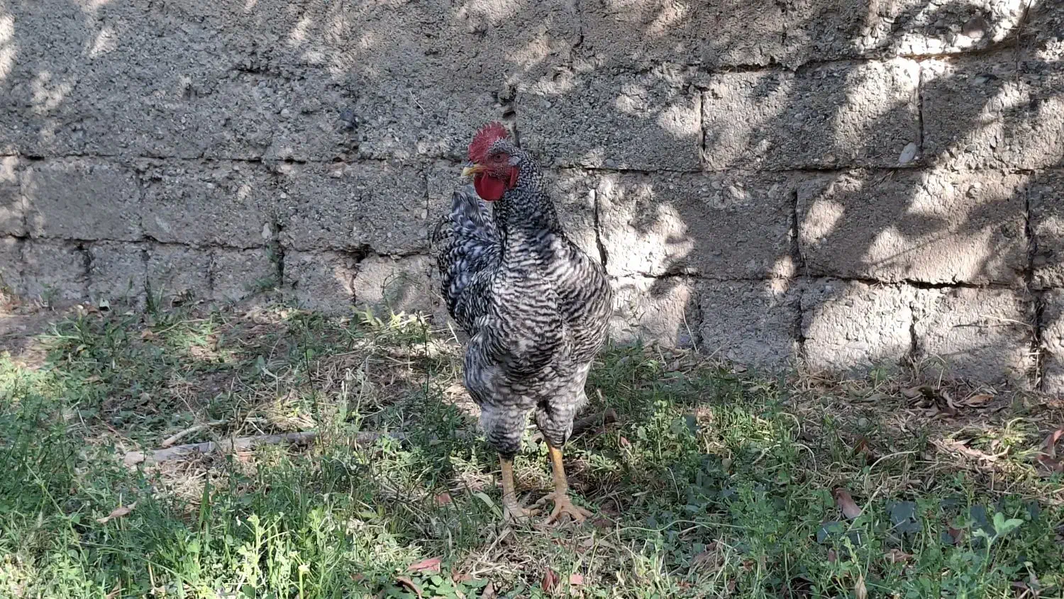 خروس اصل آمروک|حیوانات مزرعه|شاهین دژ, |دیوار