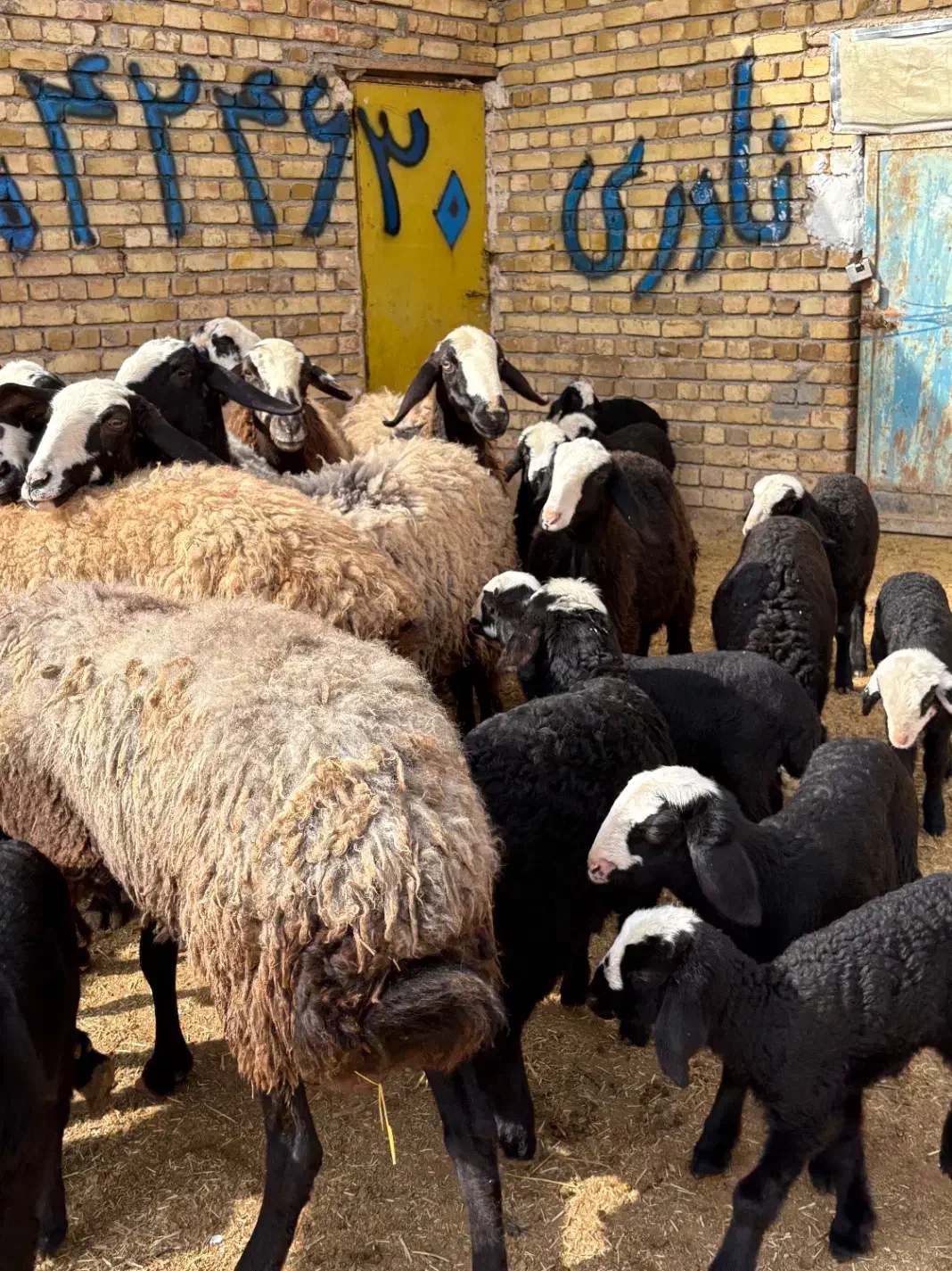 12راس میش بره دار و دوقلو|حیوانات مزرعه|قزوین, |دیوار