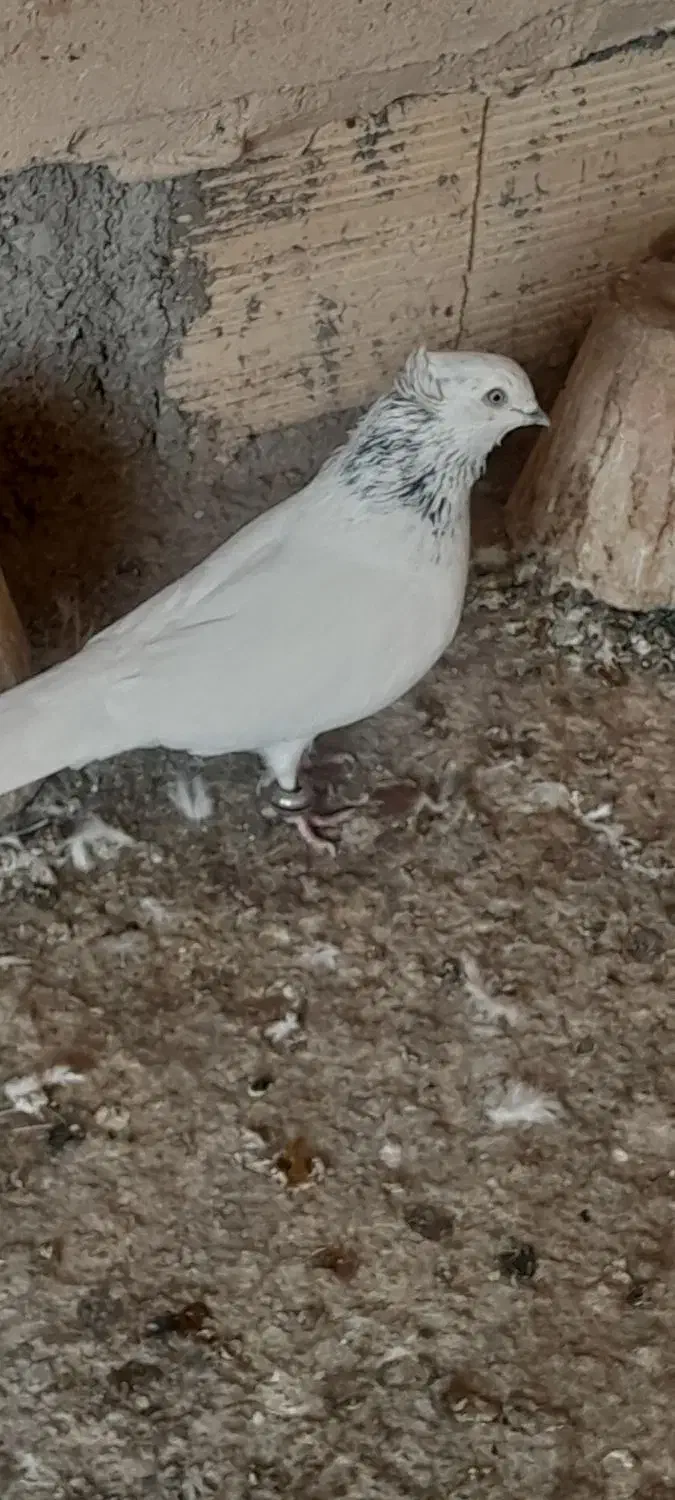 کبوتر|پرنده|خمینی‌شهر, |دیوار