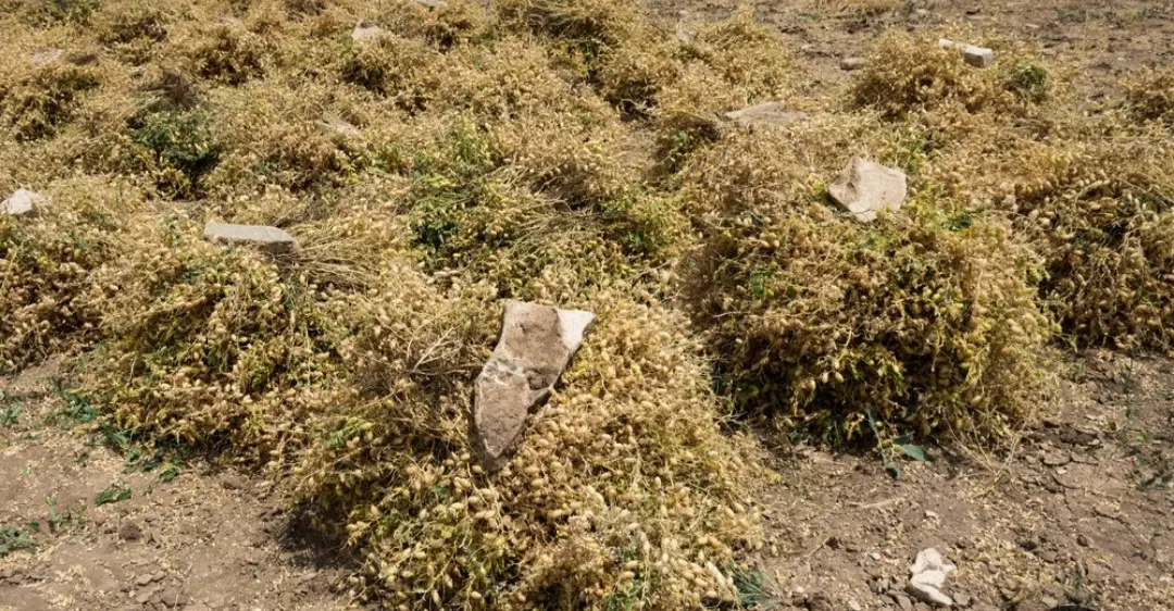 نخود|خوردنی و آشامیدنی|اسکو, |دیوار