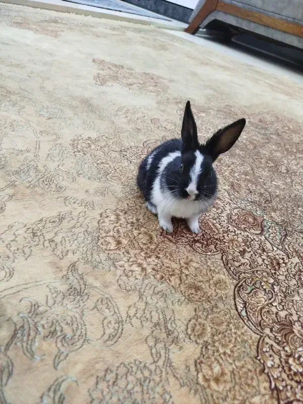 خرگوش کوچولو|موش و خرگوش|فولادشهر, فولادشهر|دیوار