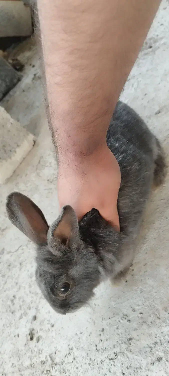 خرگوش در محمودآباد|موش و خرگوش|محمودآباد, |دیوار