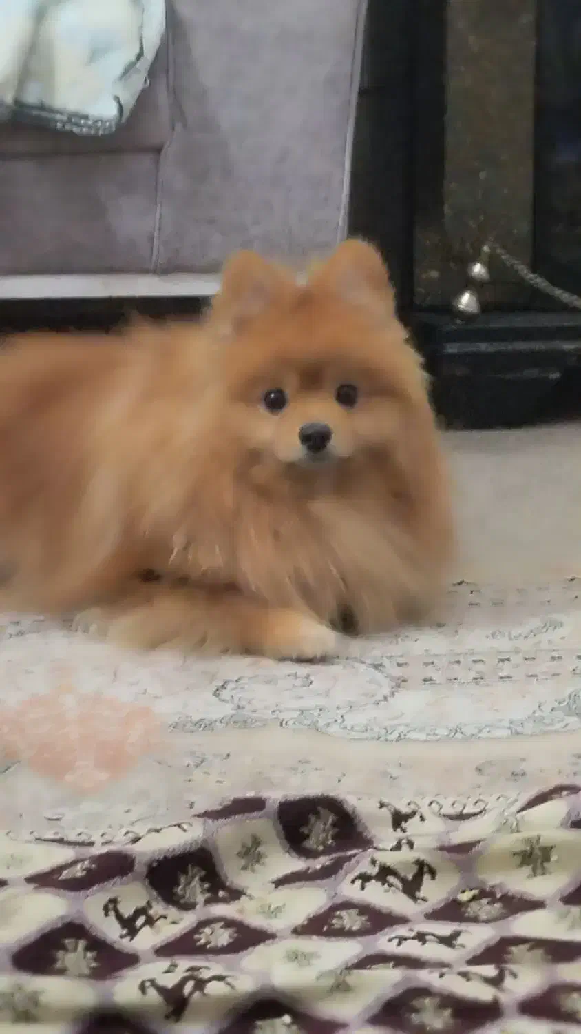 سگ گمشده  پامرانین|حیوانات|قزوین, |دیوار