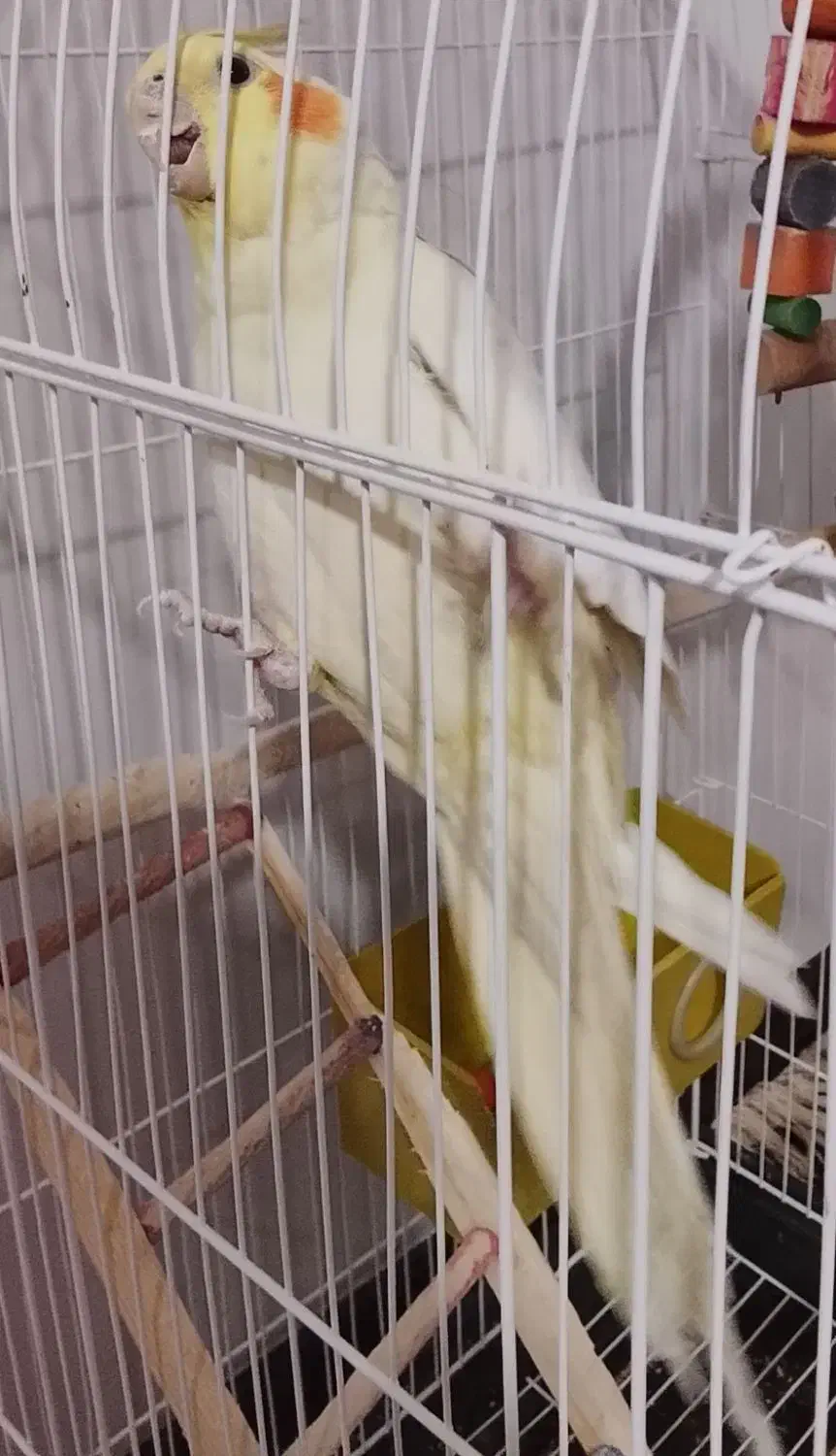 عروس هلندی مولد|پرنده|مشکین‌دشت, |دیوار