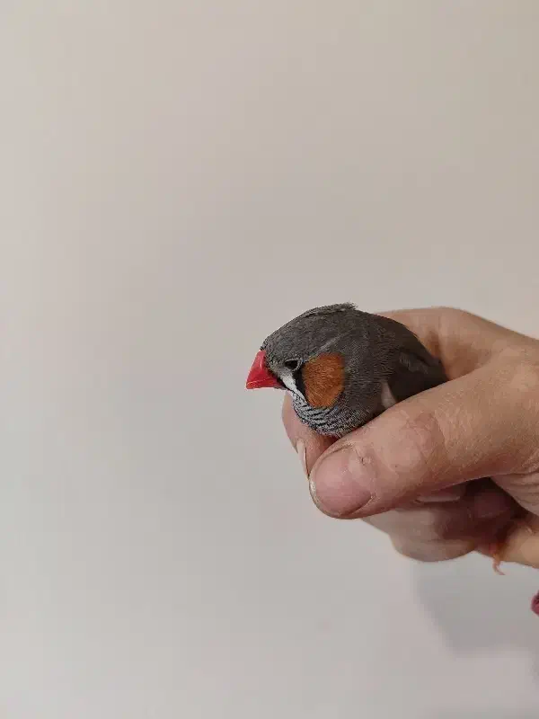 فنچ|پرنده|کرج, خرمدشت|دیوار