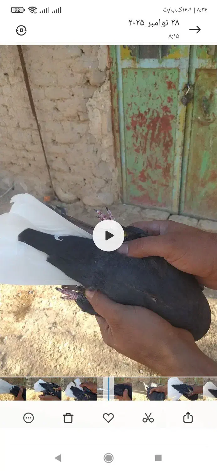 دم سفید|پرنده|فسا, |دیوار