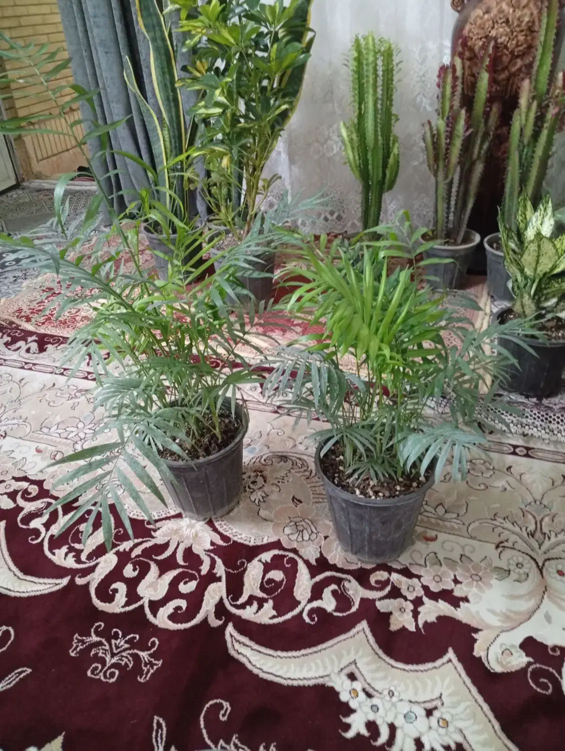 گلهای شاداب زیبا|گل و گیاه طبیعی|مشهد, اروند|دیوار