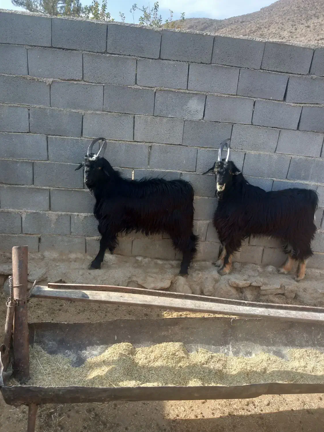 دوراس کهره بذری|حیوانات مزرعه|شیراز, گویم|دیوار