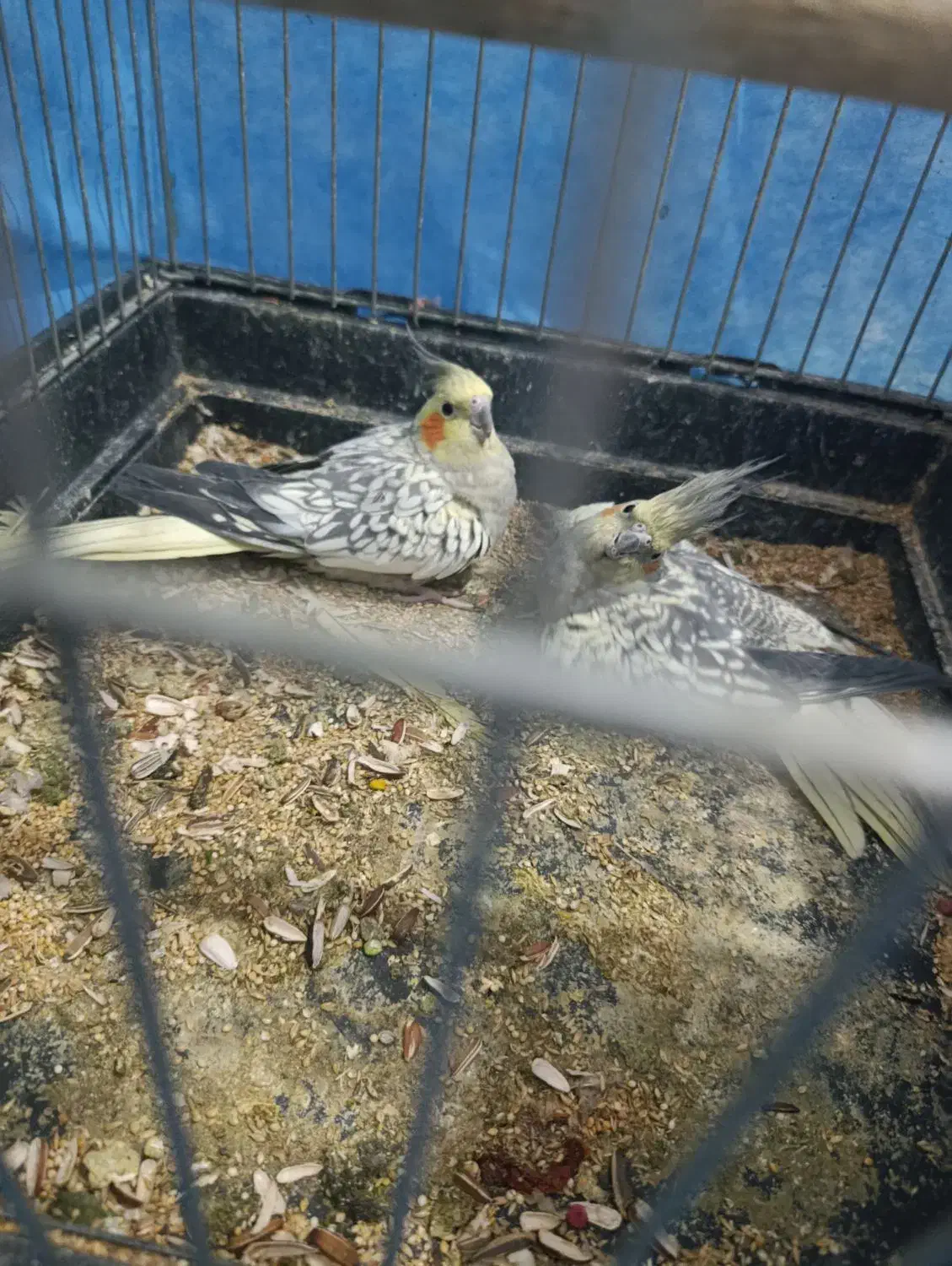 طوطی هلندی|پرنده|چهاردانگه (تهران), |دیوار