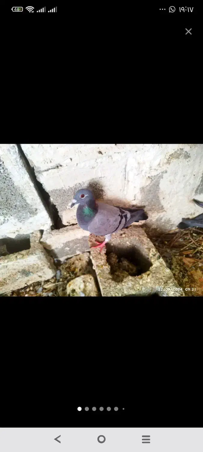 کفتر|پرنده|خشت, |دیوار