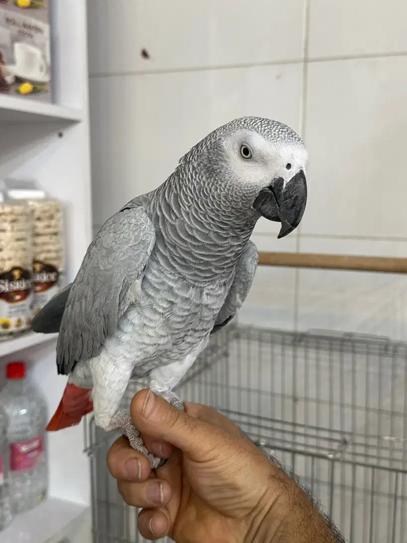 کاسکو سخنگو|پرنده|جم, |دیوار