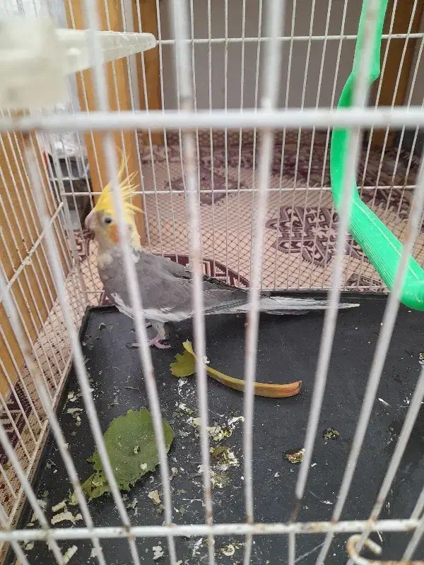 جوجه عروس هلندی|پرنده|شاندیز, |دیوار