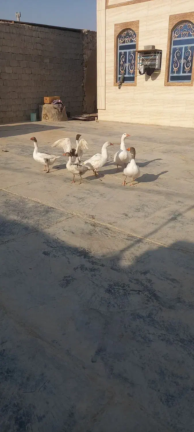 غاز|پرنده|چغادک, |دیوار