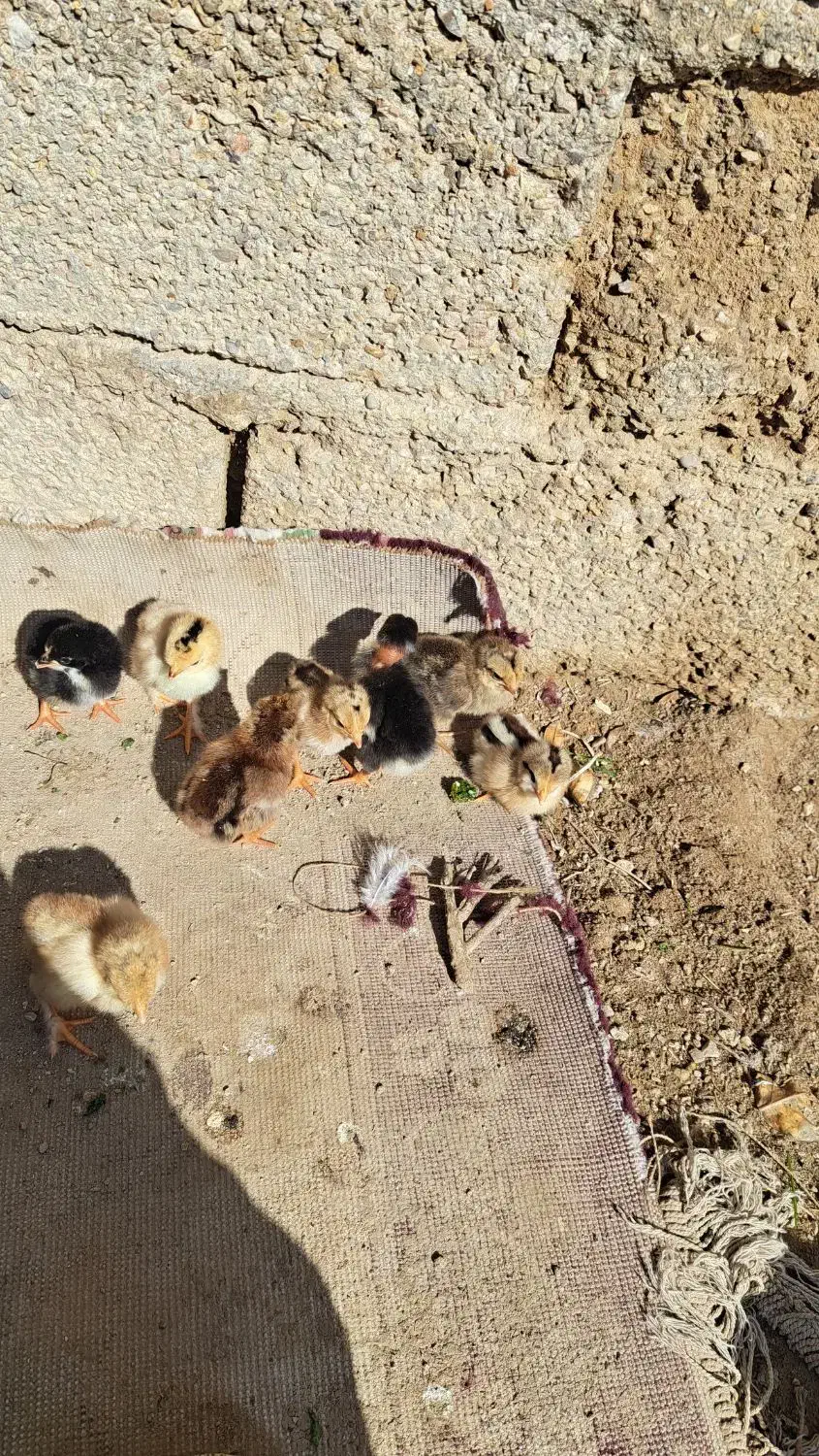 جوجه نرادی|حیوانات مزرعه|بهبهان, |دیوار