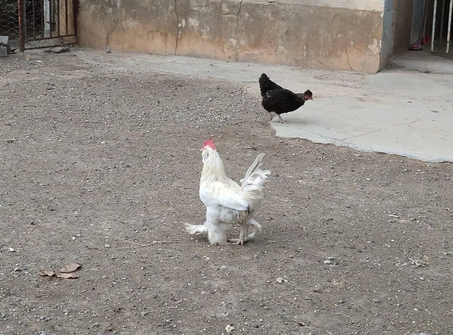 خروس ومرغ|حیوانات مزرعه|مزرعه کتول, |دیوار