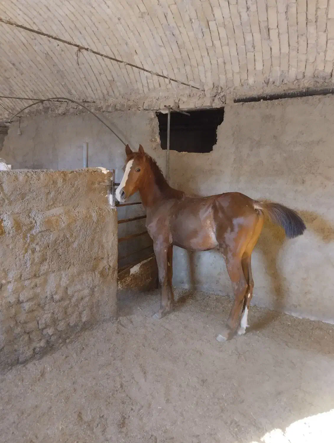 اسب|اسب و تجهیزات اسبسواری|کمیجان, |دیوار