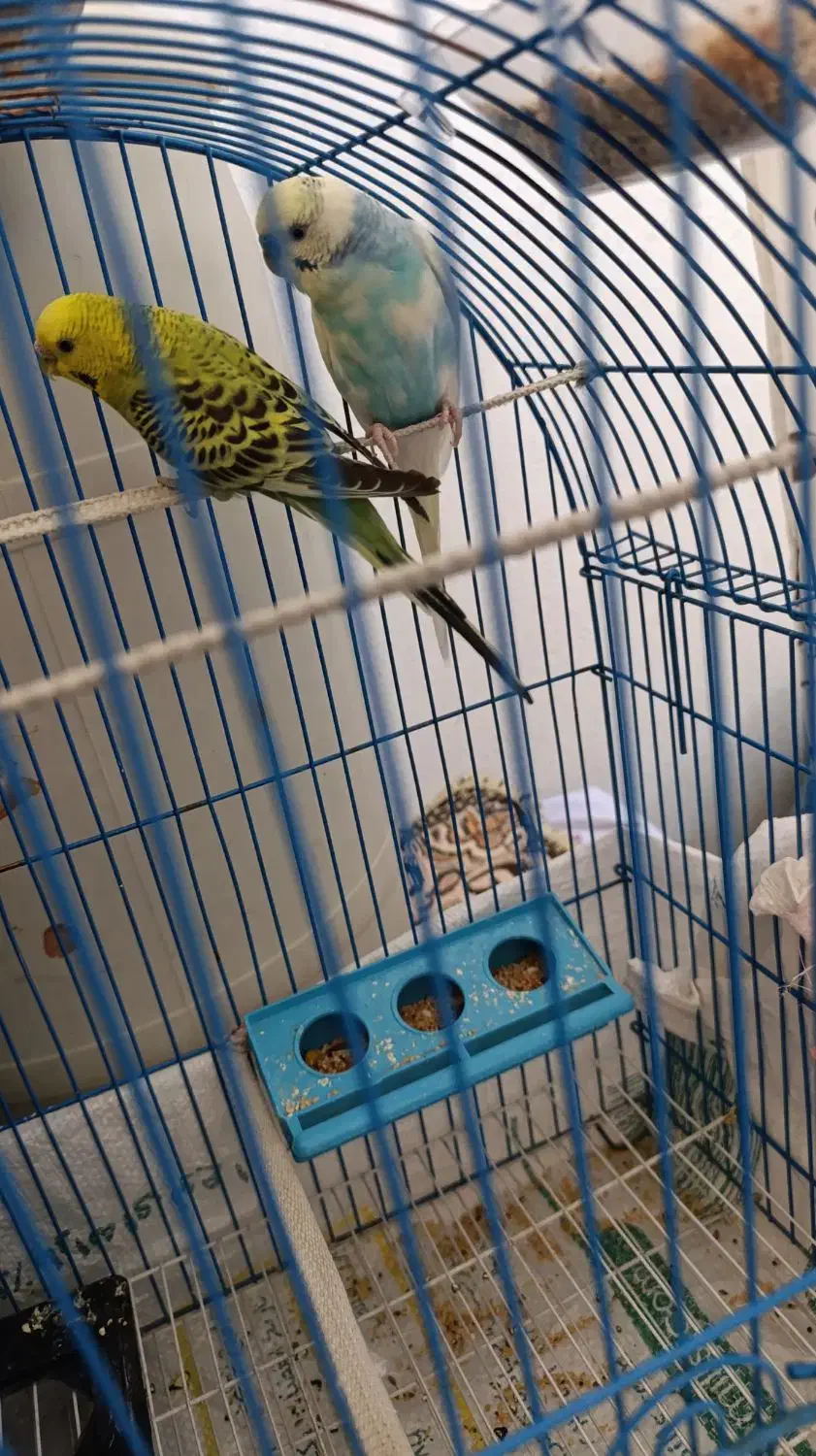 یک جفت مرغ عشق تخم گذار ۶۰۰تومان با قفس|پرنده|سیرجان, |دیوار