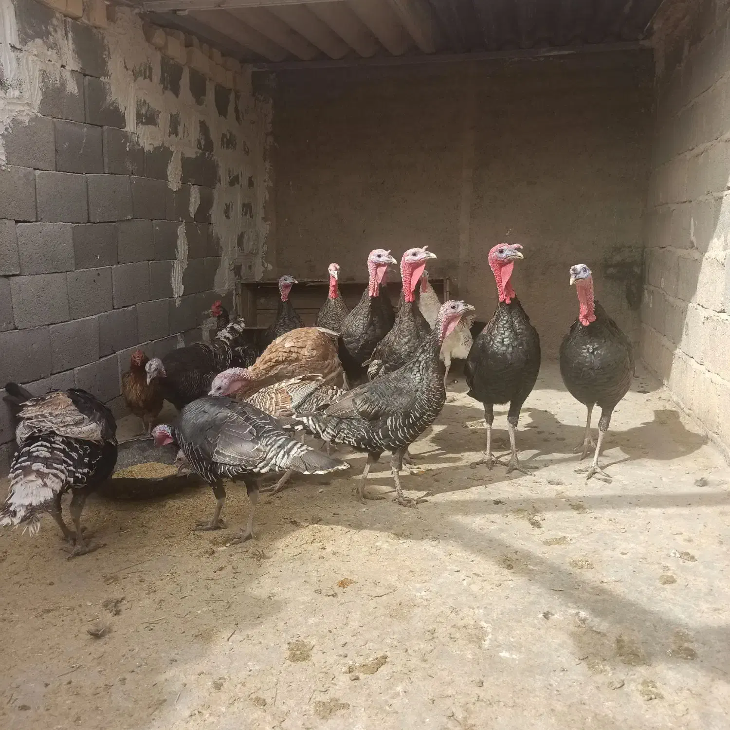 بوقلمون محلی به صورت جفتی|پرنده|طسوج, |دیوار